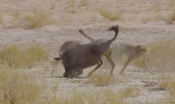 Video - Bị báo săn truy đuổi, linh dương phản đòn khiến kẻ thù chạy trối chết