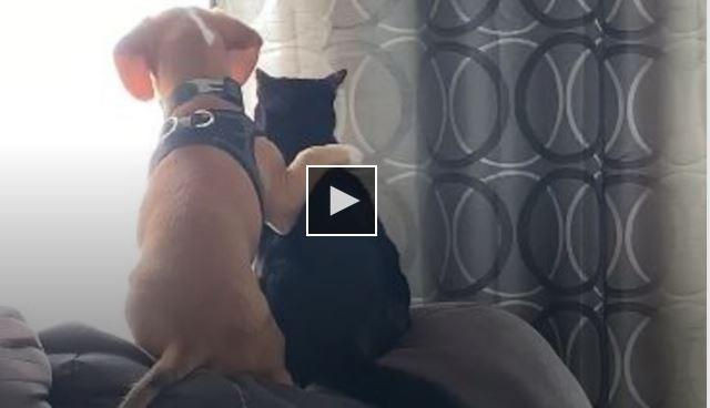 Video Ở nhà tránh dịch, thú cưng của một gia đình Mỹ thể hiện hành động ít ai ngờ