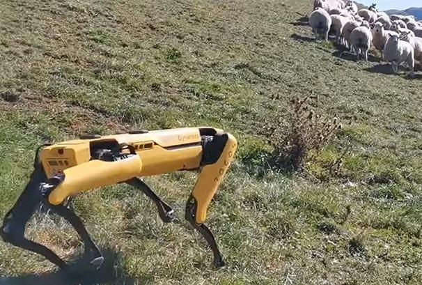Clip robot chó chăn cừu và kiểm tra cây trồng
