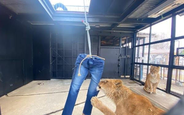 Sốt với mẫu quần jeans bị xé bằng răng và móng vuốt sư tử