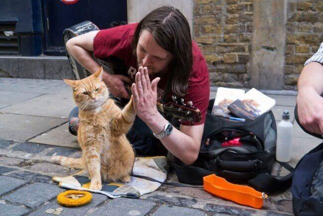 Chú mèo đường phố trong A Street Cat Named Bob: And How He Saved My Life qua đời ở tuổi 14