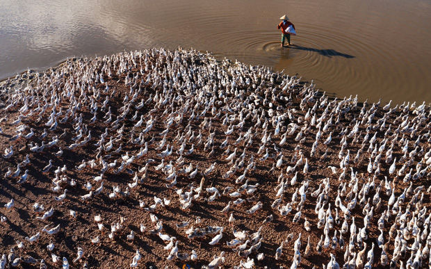 "Hay là mình về quê chăn vịt" - bộ ảnh chụp từ trên không đàn vịt vài nghìn con của chàng nhiếp ảnh trẻ
