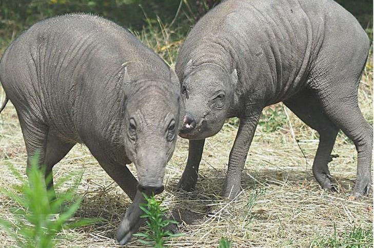 Cặp lợn xấu xí nhất thế giới được chào đón ở vườn thú Anh