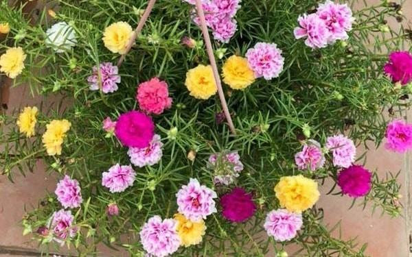 Mách chị em cách biến ban công thành khu vườn xinh với loại hoa dễ trồng