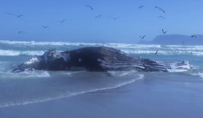 Clip xác cá voi lưng gù dài 14 mét dạt vào bãi biển Nam Phi