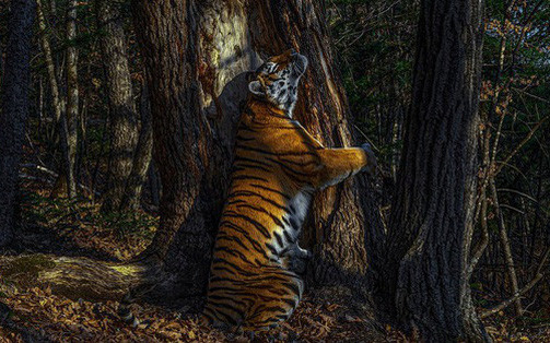 Bức ảnh hổ ôm cây giành giải thưởng nhiếp ảnh, tác giả tiết lộ quá trình tác nghiệp đáng khâm phục
