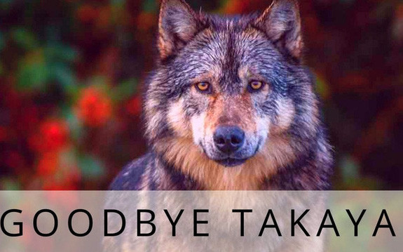 Cái chết cô độc của Takaya: Con sói "dị" nhất thế giới và "lời tiên tri" cảnh tỉnh loài người
