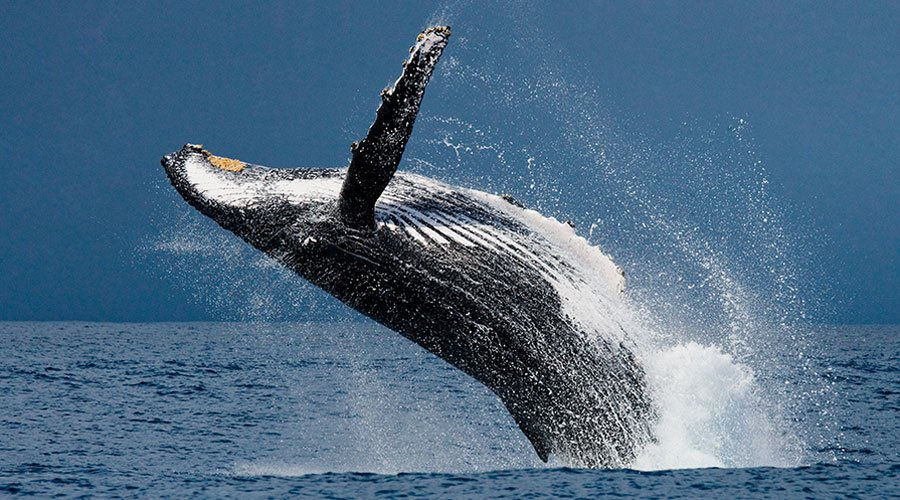 Phát hiện quần thể cá voi xanh mới ở phía tây Ấn Độ Dương