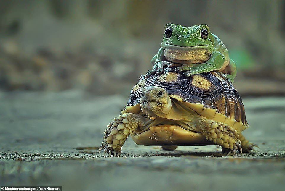 Bật cười với hình ảnh ếch tranh thủ quá giang trên lưng rùa