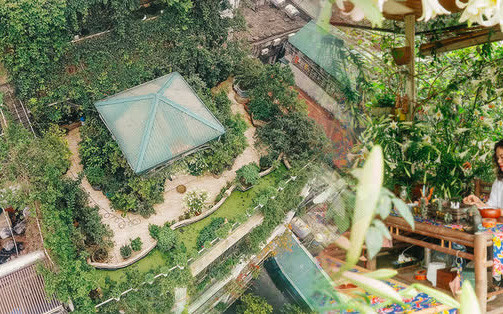 'Khu rừng' trên sân thượng Hà Nội: Rộng 200m2, 1.500 hoa loa kèn bao phủ