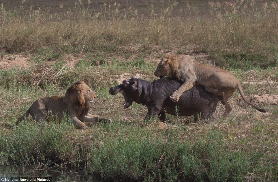 Chùm ảnh: Hà mã và cuộc chiến sống còn với những con sư tử đói