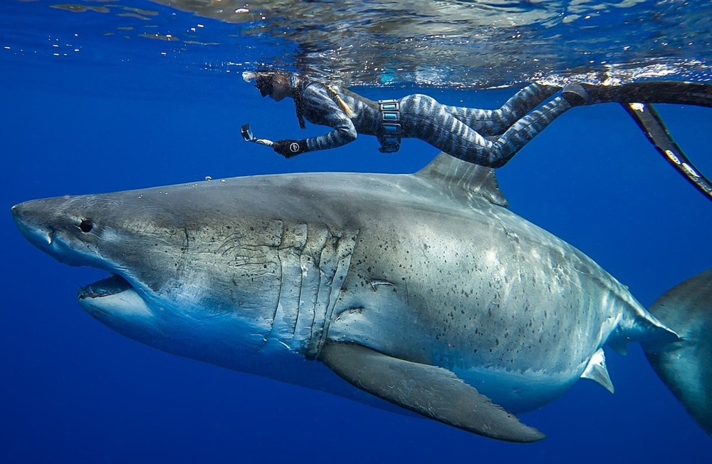 Rùng mình cảnh người đẹp bơi cùng cá mập khổng lồ