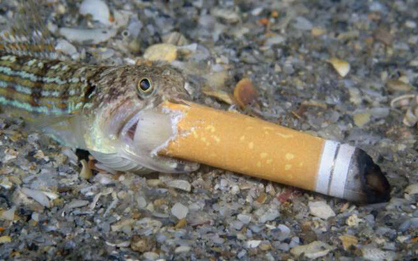Bức ảnh 'Cá hút thuốc' gây tranh cãi đoạt giải thưởng Nhiếp ảnh Đại dương