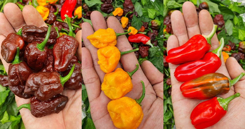 Hướng dẫn viên du lịch làm vườn trồng hàng chục giống ớt độc lạ ở Sài Gòn