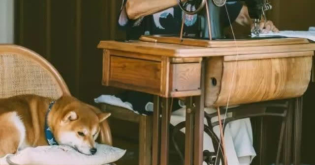 Chó Shiba và chủ mắc bệnh mất trí nhớ: Cái kết làm nhiều người cay mắt