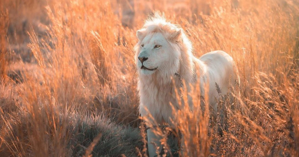 Chùm ảnh về vẻ đẹp 'tinh khiết' và đầy mạnh mẽ của sư tử trắng