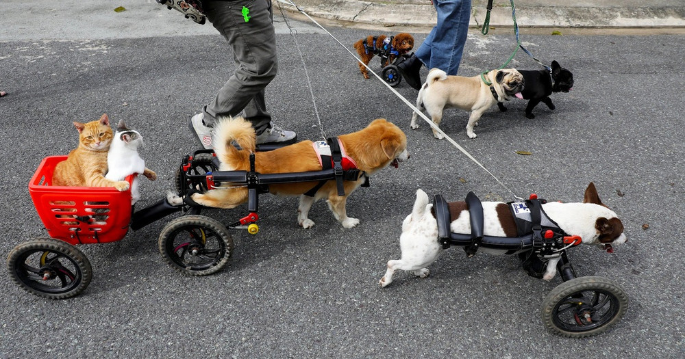 Cặp đôi vợ Việt chồng Tây chế tạo xe lăn cho hàng trăm chó mèo khuyết tật