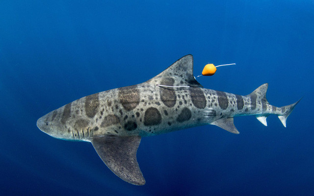 Cá mập có bị lạc đường vì bơi trong biển quá rộng?