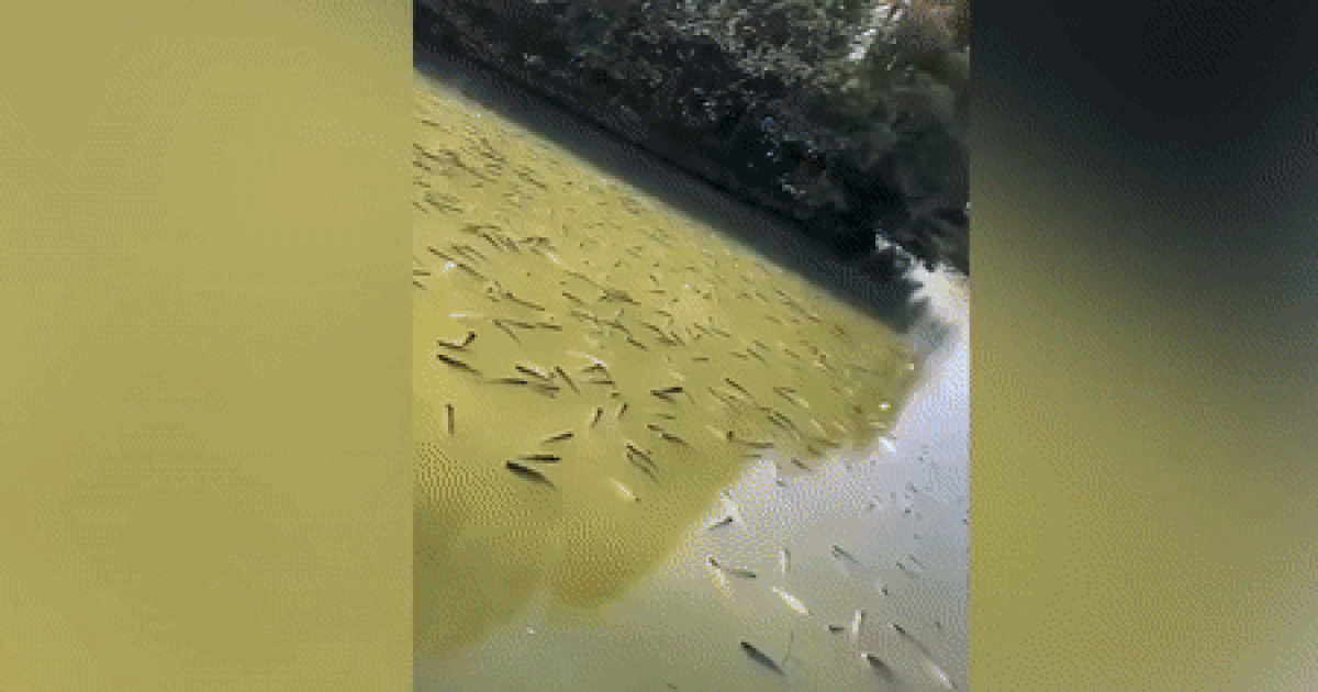 Hàng nghìn con cá say rượu nổi lờ đờ kín mặt hồ