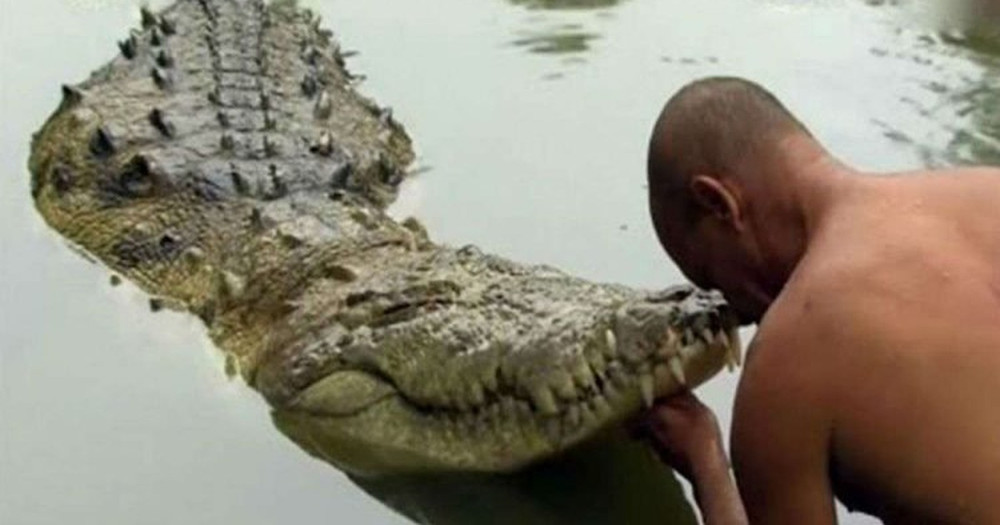 Cá sấu sống trong ngôi đền hơn 70 năm chưa từng tấn công người