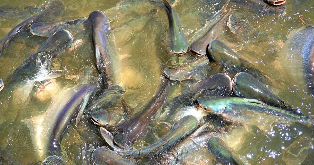 Đàn cá hàng nghìn con kéo đến tá túc ở bến đò "xin ăn"