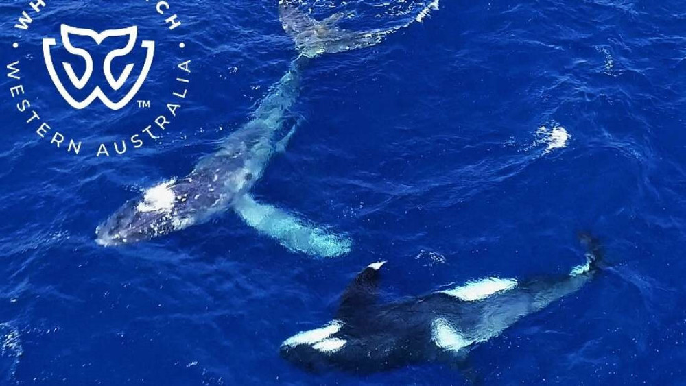 Video hiếm có cá voi sát thủ 'giải cứu' cá voi lưng gù mắc lưới