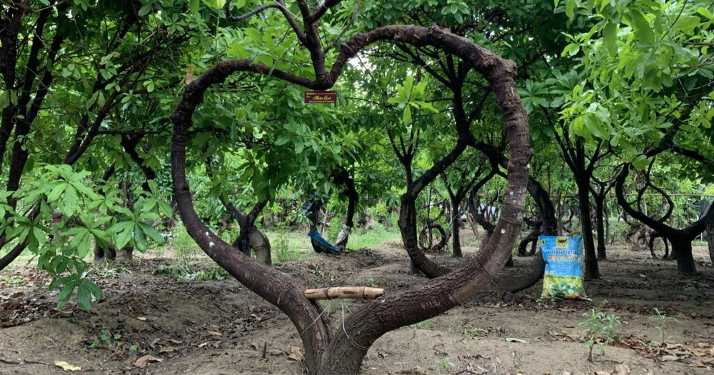 500 cây vô ưu lạ mắt trong vườn 'cõi Phật' đoạt kỷ lục Guinness Việt Nam
