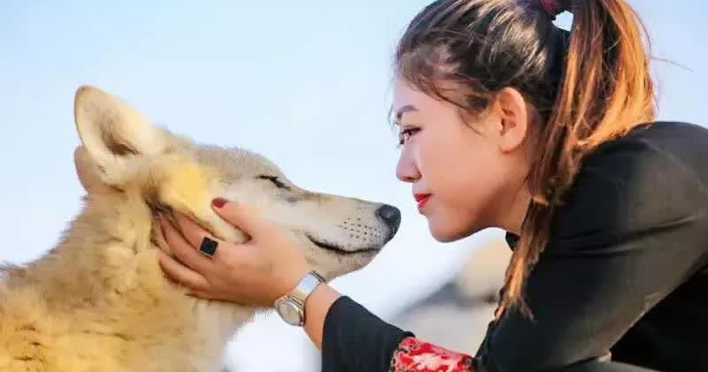 Vô tình cứu sói mẹ, 1 năm sau, thái độ của bầy sói khiến cô gái bất ngờ