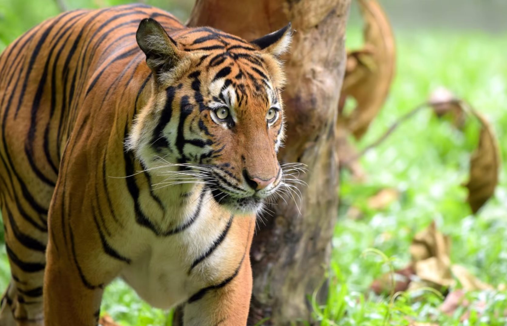 Năm Nhâm Dần và chuyện bảo tồn hổ
