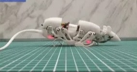 Chuột robot trình diễn khả năng len lỏi như một con chuột