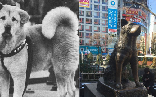 Chú chó Hachiko đứng ở sân ga 10 năm đợi chủ đã trở thành biểu tượng của lòng trung thành