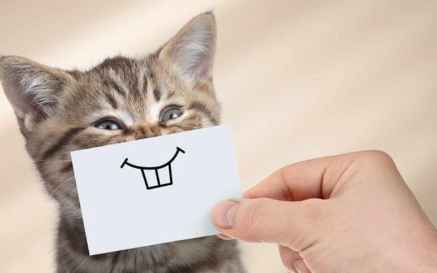 Loài mèo dạy con người cách sống hạnh phúc như thế nào?