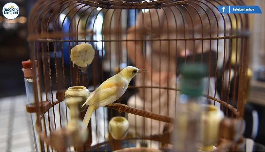 Tâm lý học nói về việc hình thành một thói quen: 'hiệu ứng lồng chim'