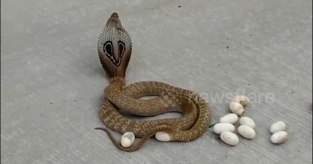 Khoảnh khắc động vật nổi bật: Hy hữu rắn hổ mang đẻ trứng giữa đường đông