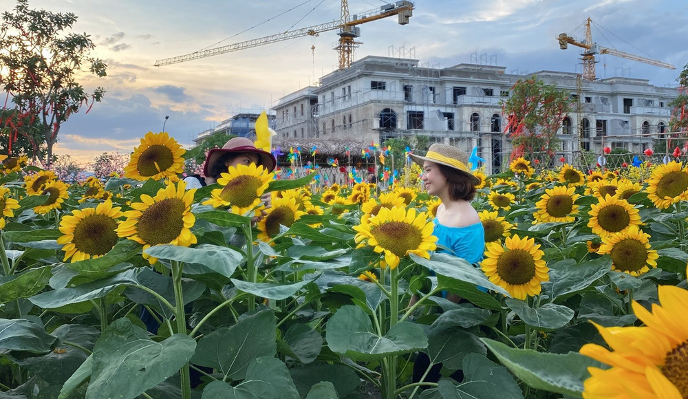 Người Sài Gòn du xuân sớm trên cánh đồng hoa hướng dương ở Thủ Đức