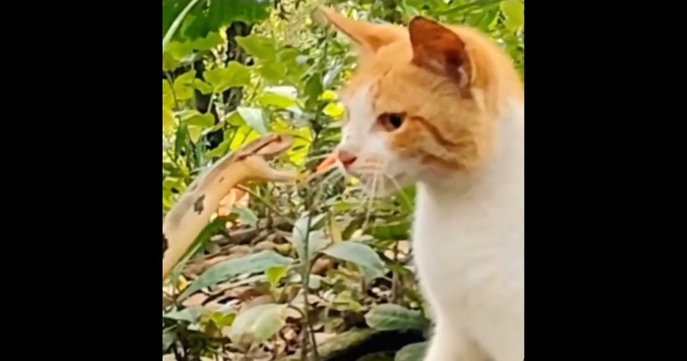 Hình ảnh động vật nổi bật tuần qua: Mèo phản ứng nhanh trước cú mổ cự ly gần của rắn