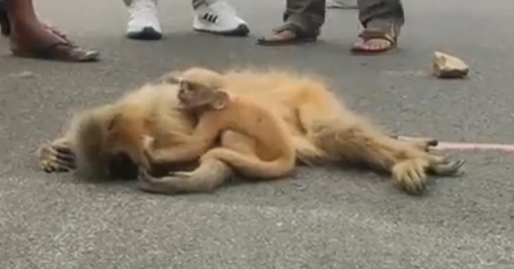 Hình ảnh động vật nổi bật: Cảm động khoảnh khắc khỉ con nằm ôm xác mẹ