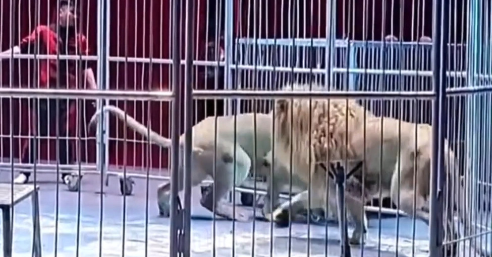 Động vật tuần qua: Sư tử xổng chuồng, lao vào khán giả trong rạp xiếc