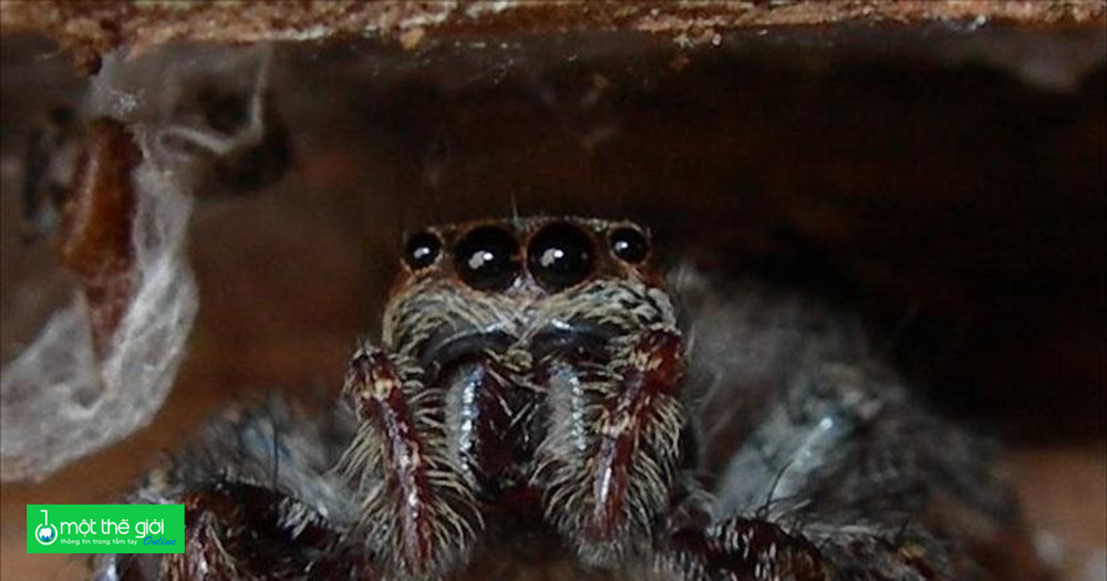 Số lượng nhện đang suy giảm đáng báo động mà loài người không hay biết