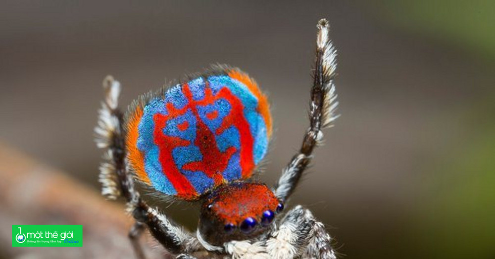 Các nhà khoa học mách cách vượt qua nỗi sợ loài nhện