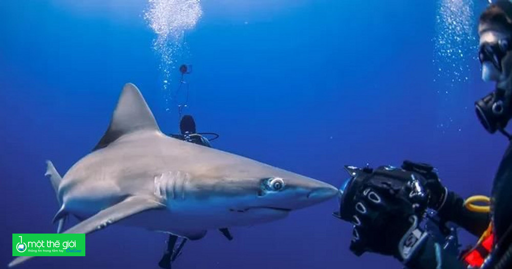6 câu chuyện đáng sợ trên thế giới về cá mập tấn công người trong năm 2023