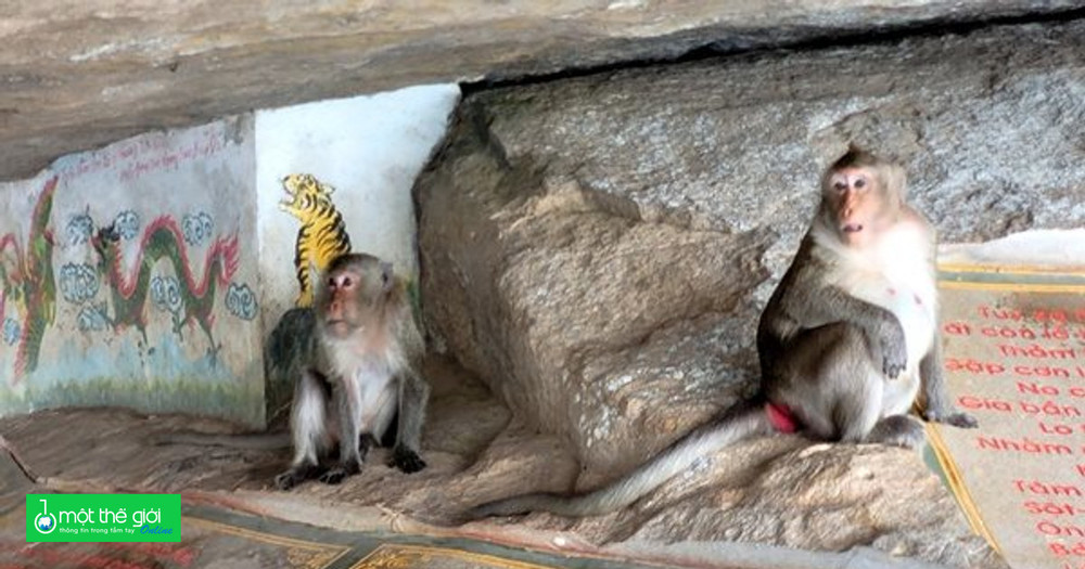 Chuyện về đàn khỉ tinh khôn ở núi Két, An Giang