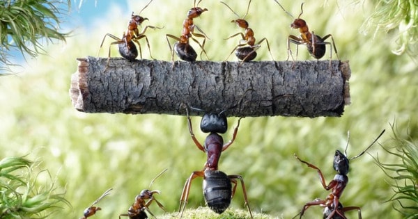 Tư duy cốt lõi của kẻ trí, sống cuộc đời cao cấp: Bài học từ hiệu ứng “kiến lười” đáng kinh ngạc