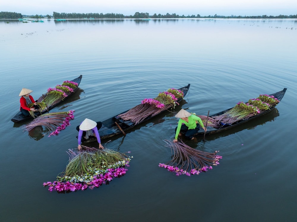 Lần đầu thấy cảnh người Việt Nam thu hoạch hoa súng, khách Mỹ choáng ngợp