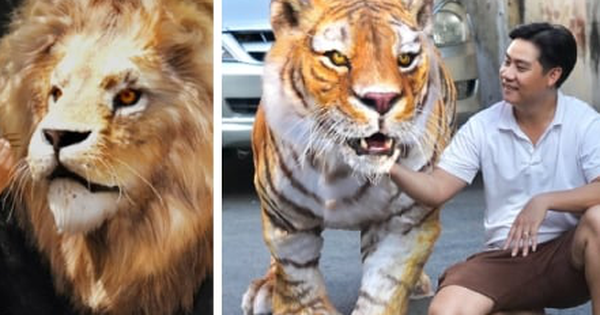 Chàng trai làm mô hình hổ Belgan giống thật khiến người trên phố hết hồn