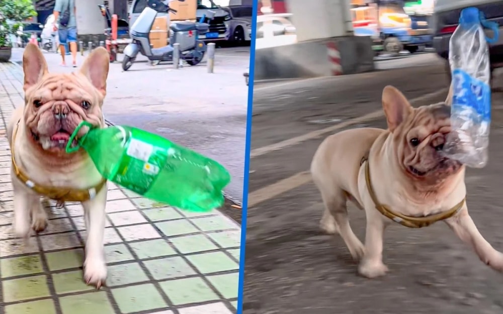Chú chó gây sốt vì kiếm được hàng trăm triệu chỉ nhờ nhặt ve chai