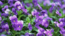 Khát vọng của nàng Violet