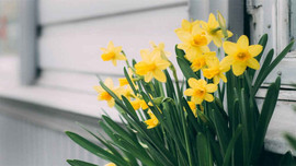 Học tiếng Anh qua bài hát Seven Daffodils
