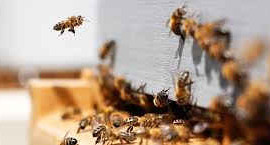 Tìm ra cách khôi phục côn trùng và đàn ong thụ phấn hoa