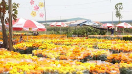 TP.HCM tổ chức Hội Hoa Xuân, chợ hoa tết ở nhiều công viên lớn